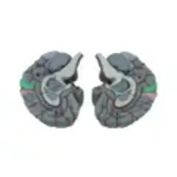 Life Size Human Brain Model - Medical Teaching (w/ 4 sections) EUC - Picture 6 of 10